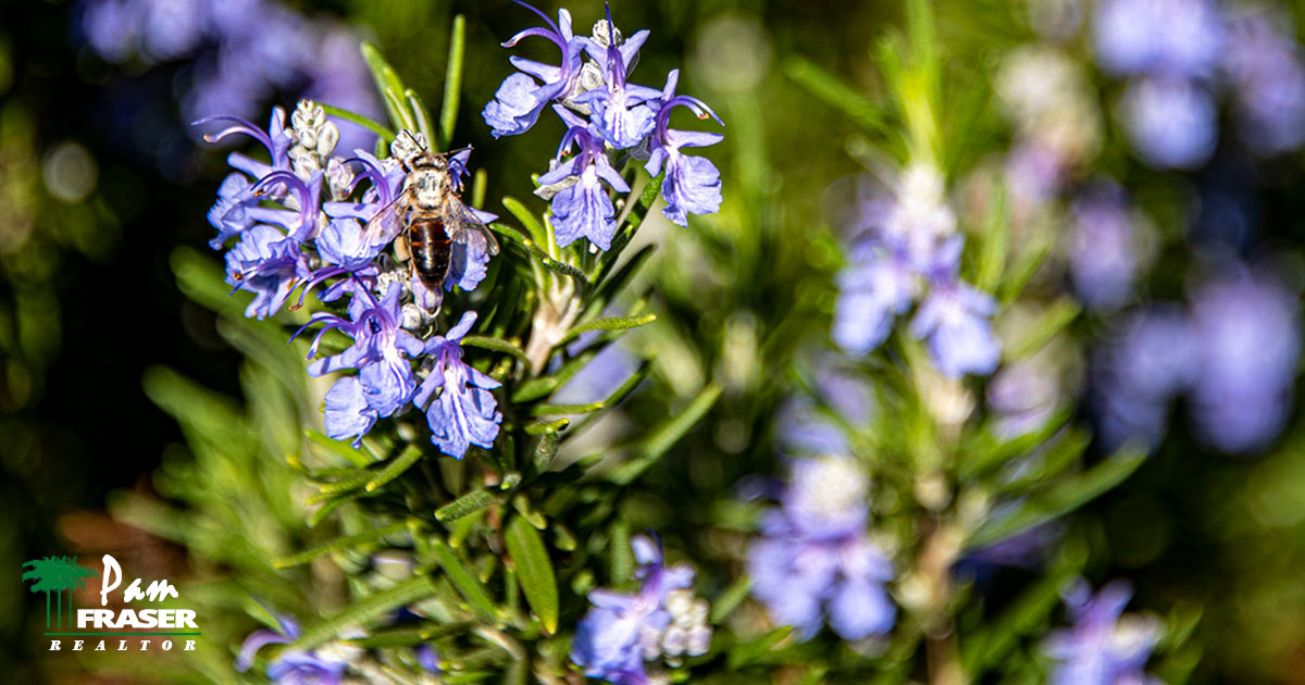 San Diego Garden Tips August 2022 rosemary plant with a bee on it Pam Fraser