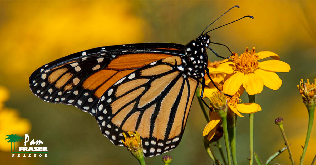 SAN DIEGO GARDEN TIPS SEPTEMBER 2022 Pam Fraser monarch butterfly on tagetes flower