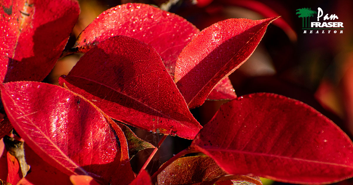 San Diego Gardening Tips December 2022 Pam Fraser pear tree leaves with fall color