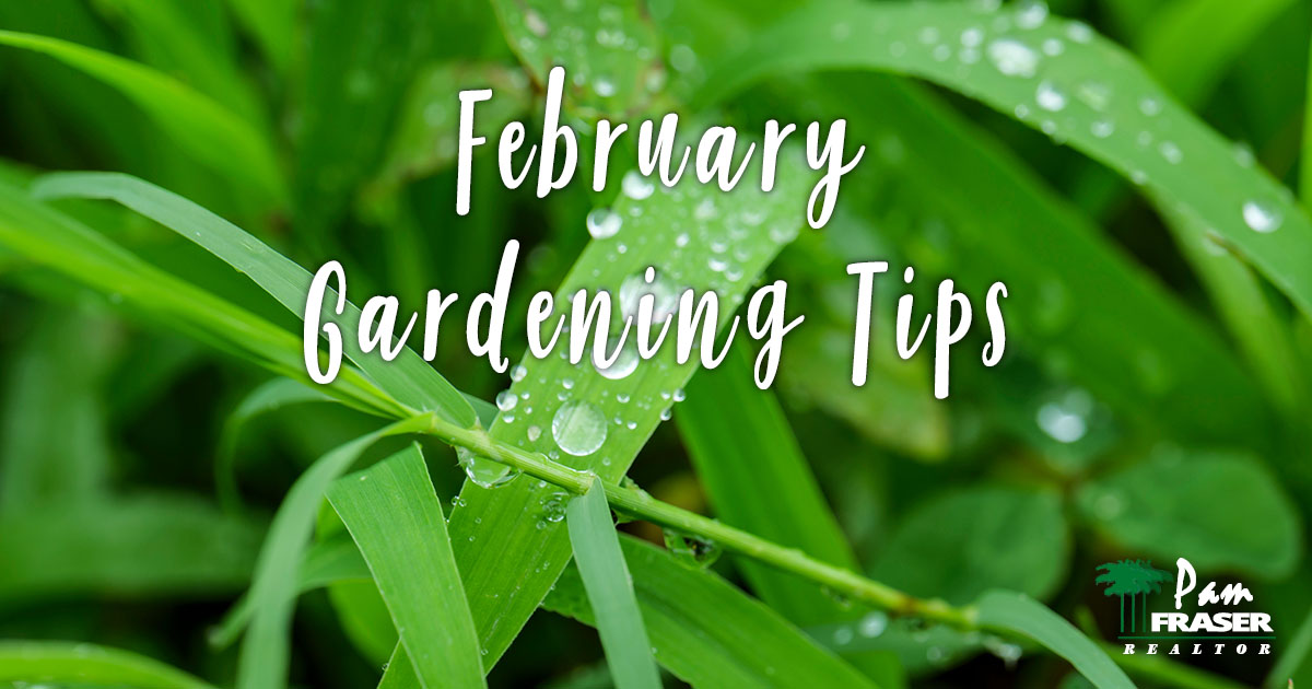 San Diego Gardens February 2023 Pam Fraser weeds with rain drops