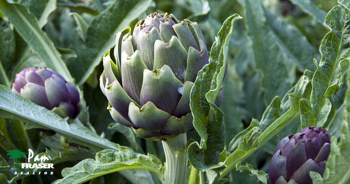 San Diego Gardens February 2023 Pam Fraser artichoke plant
