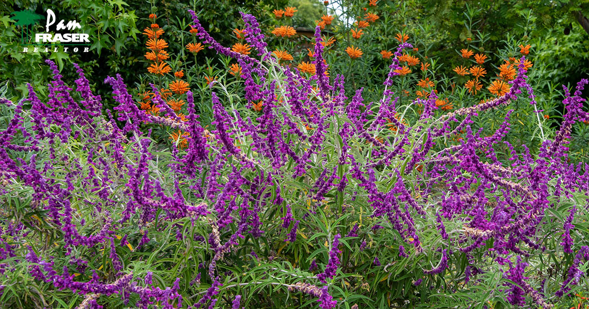 San Diego Gardens March 2023 Pam Fraser picture of Mexican sage in bloom with lion's tail in bloom behind it