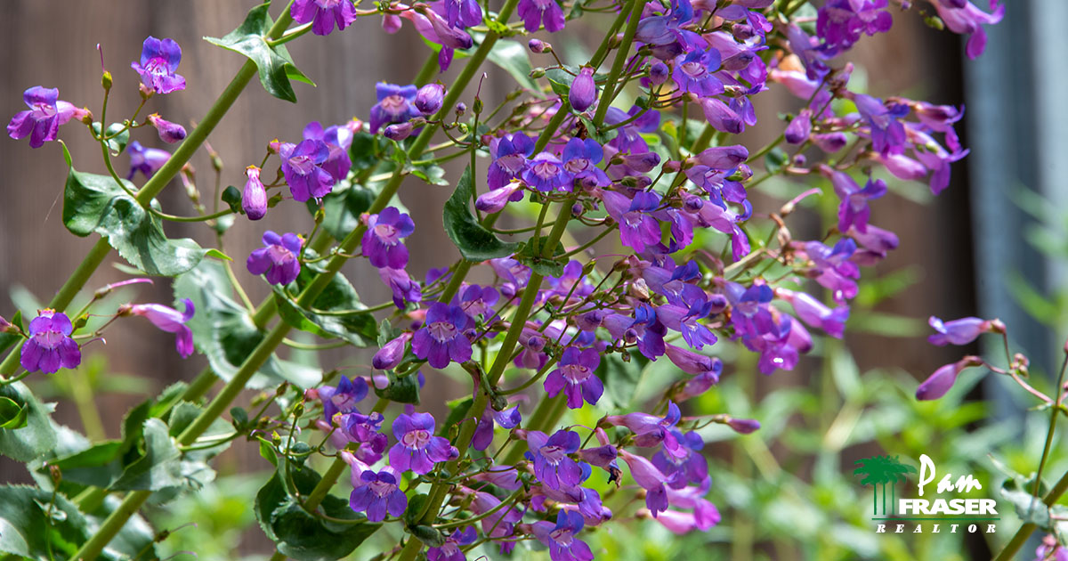 San Diego Gardens May 2023 Pam Fraser penstemon flowering
