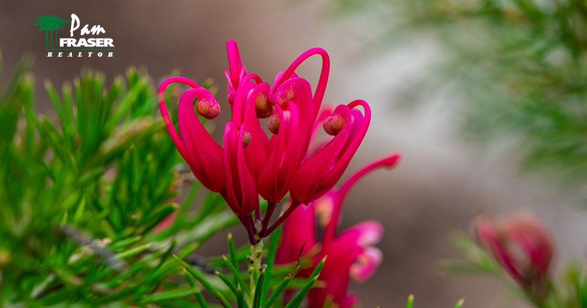 San Diego Gardens July 2023 Pam Fraser Pink Grevillea flower and plant leaves