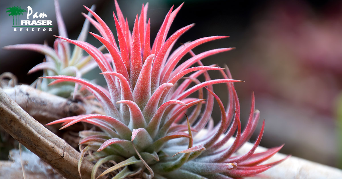 San Diego Gardens June 2023 Tillandsia on Ionantha on a piece of wood