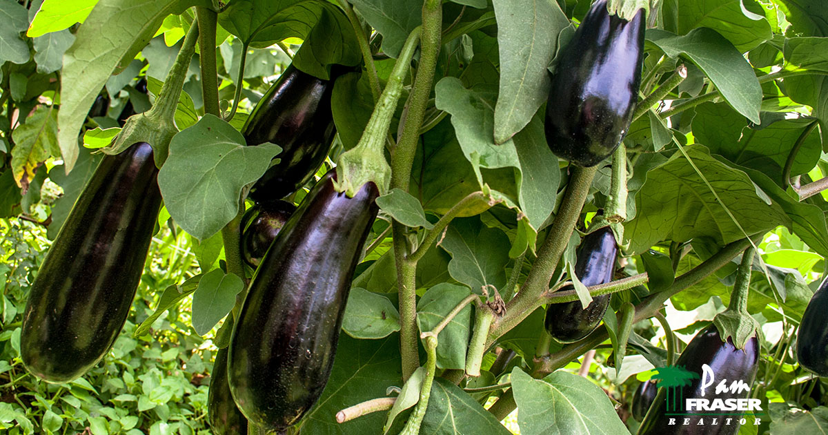 San Diego Gardens August 2023. Picture of eggplant growing in the garden. Pam Fraser
