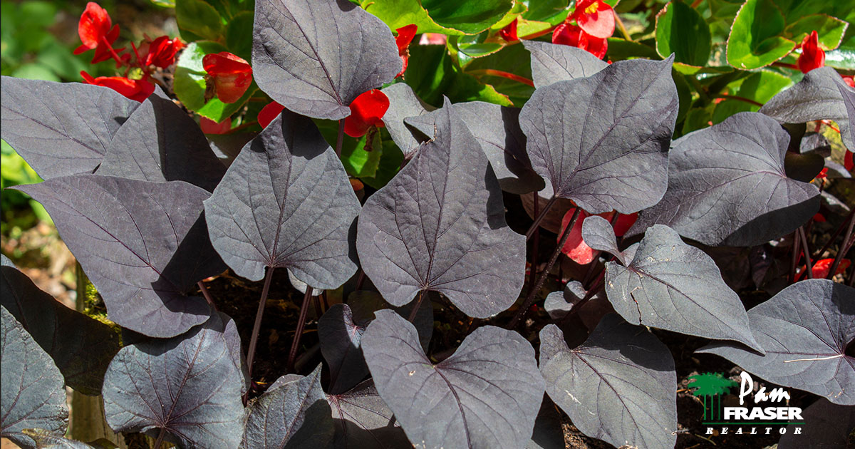 San Diego Gardens October 2023 Pam Fraser. Picture of 