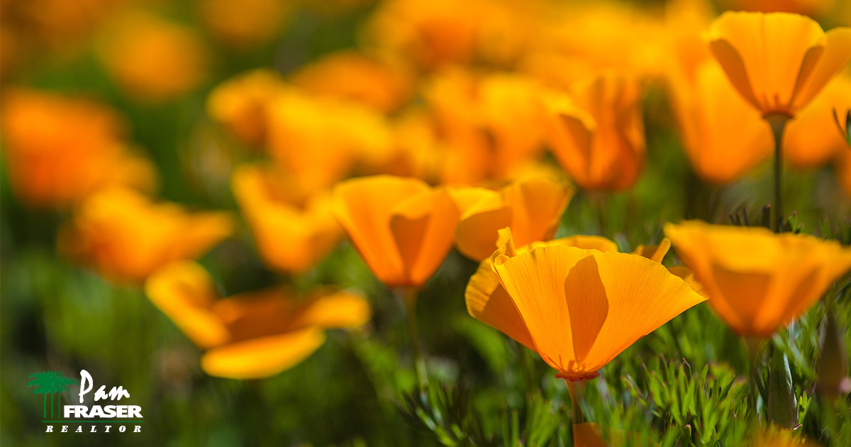 San Diego gardens by Pam Fraser. Golden California poppies in bloom