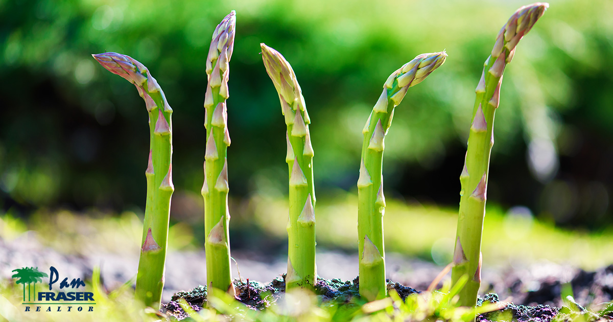 SAN DIEGO GARDENS DECEMBER 2023 Pam Fraser. Asparagus growing in a garden.