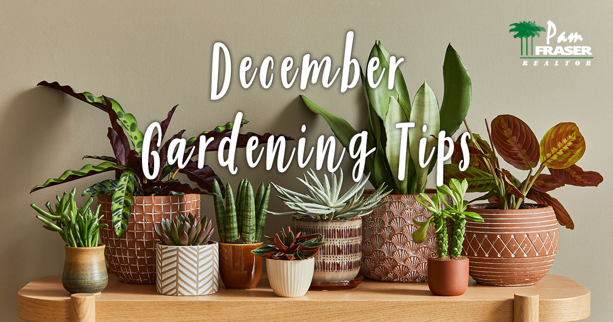 SAN DIEGO GARDENS DECEMBER 2023 Pam Fraser. Picture of a table covered with potted house plants.