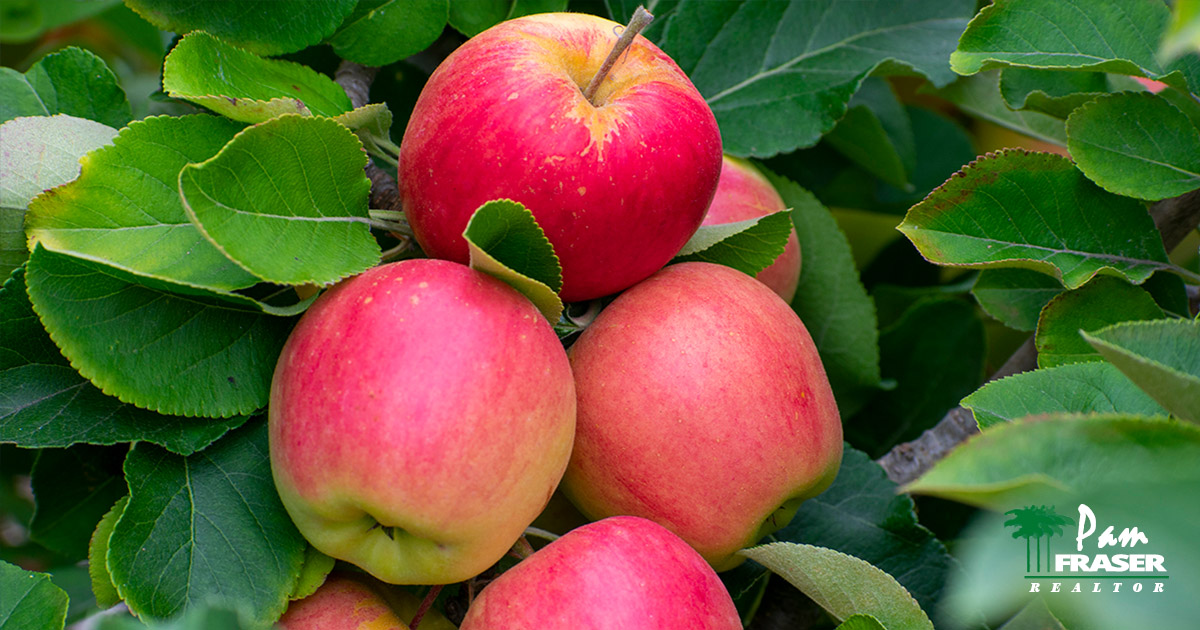 San Diego Gardens January 2024 Pam Fraser Picture of Anna apples on the tree