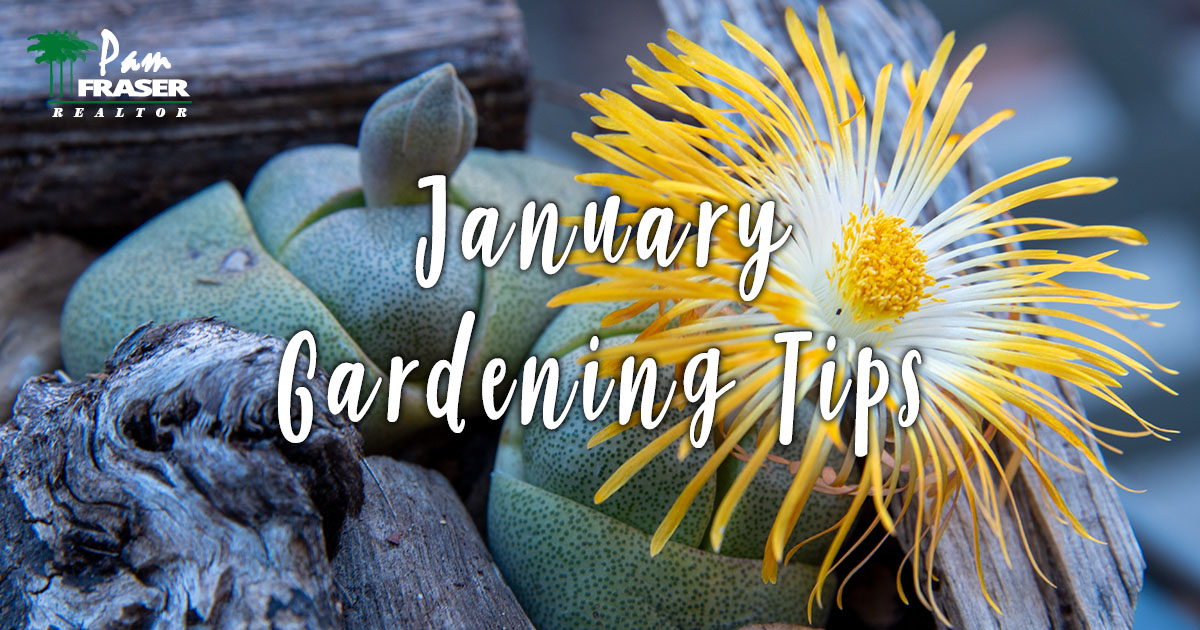 San Diego Gardens January 2024 Pam Fraser flowering living stone plant (Lithops)