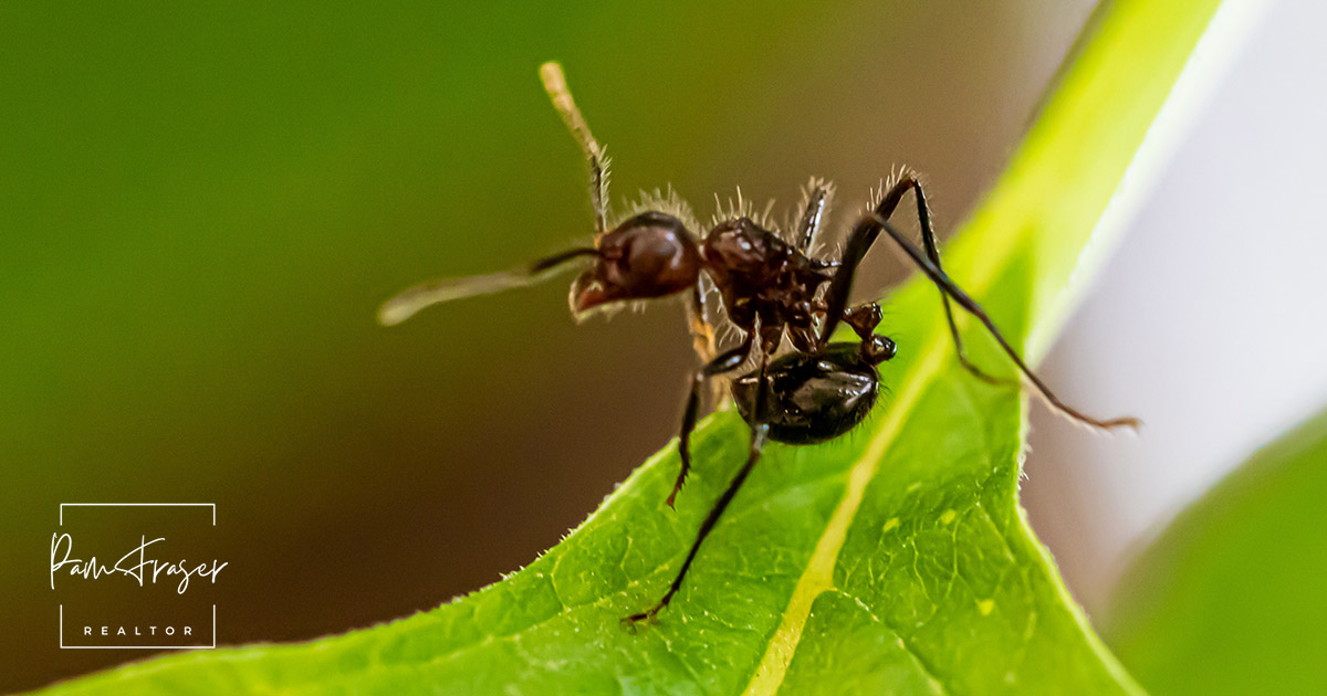 San Diego Gardens April 2024 by Pam Fraser. Picture of an ant on a leaf from Upsplash.com