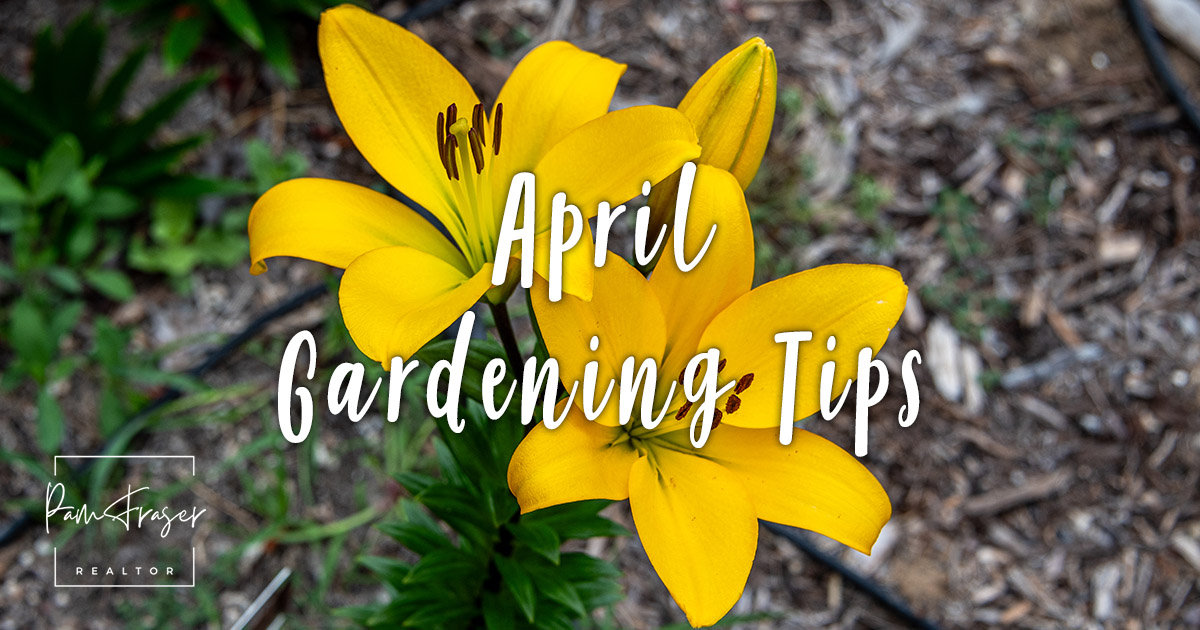 San Diego Gardens April 2024 by Pam Fraser. Picture of yellow lilies in bloom.