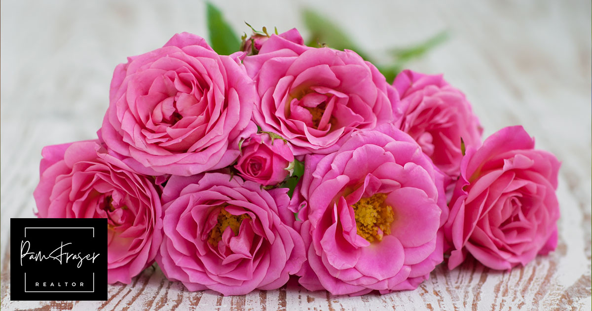 San Diego Gardens June 2024 by Pam Fraser. Picture of a bunch of pink roses.