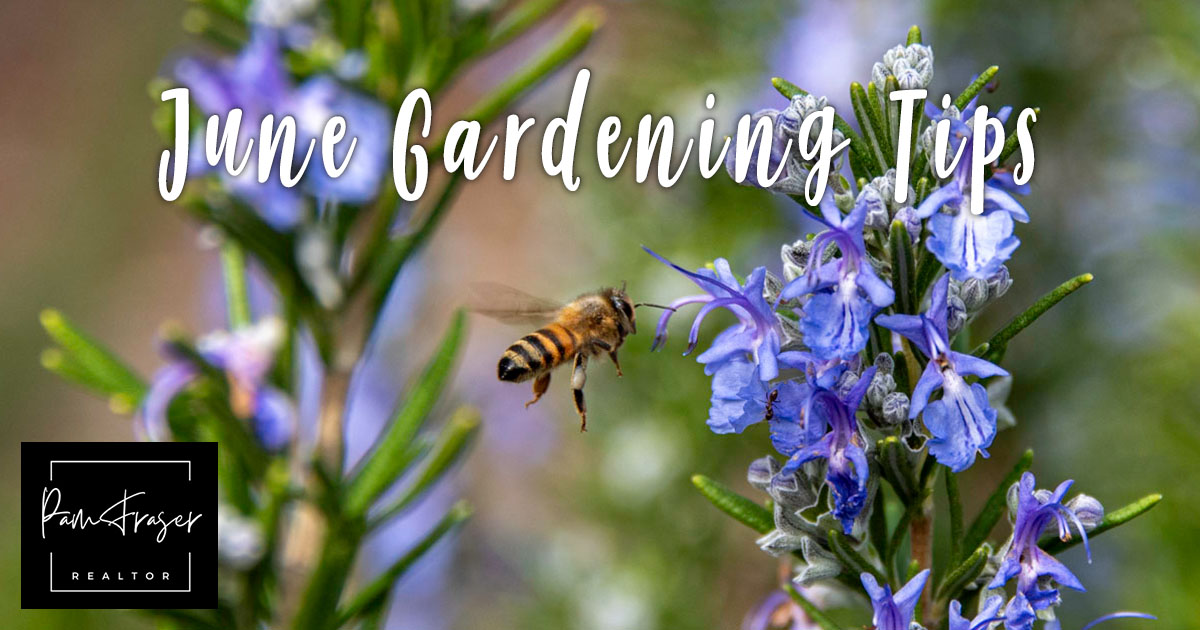 San Diego Gardens June 2024 by Pam Fraser. Picture of a bee flying toward a rosemary flower.