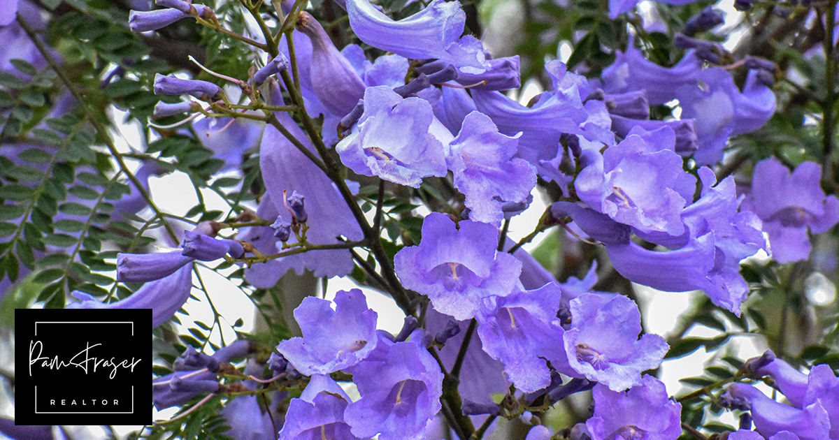 San Diego Gardens May 2024 by Pam Fraser. Picture of jacaranda flowers blooming.
