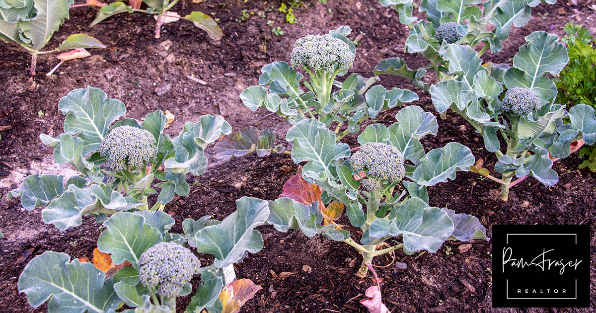 San Diego Gardens August 2024 Pam Fraser. Row of broccoli growing in my garden