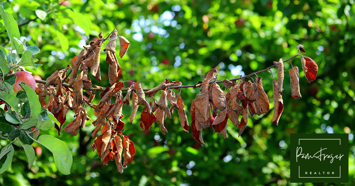 San Diego Gardens July 2024 by Pam Fraser. Picture of fire blight on an apple tree.