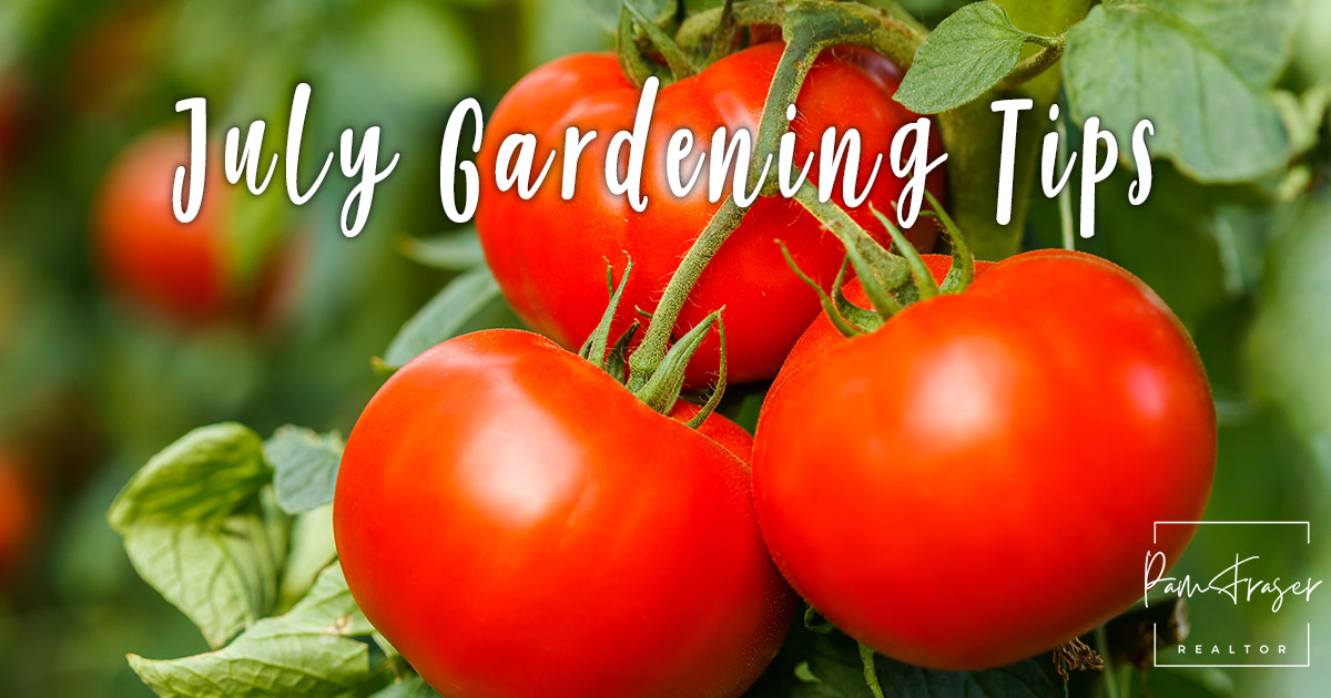 San Diego Gardens July 2024 by Pam Fraser. Picture of tomatoes growing on a vine.