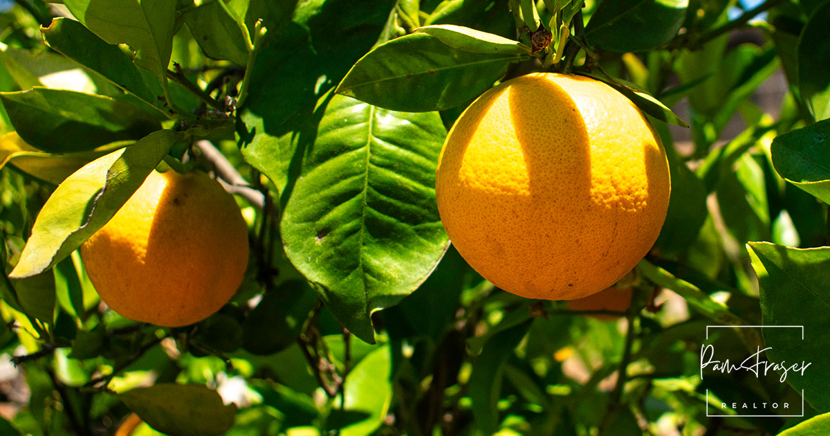 San Diego Gardens September 2024 by Pam Fraser. Picture of oranges in an orange tree.