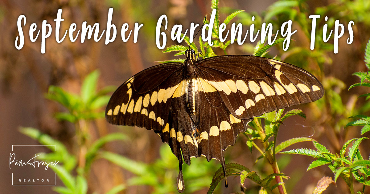 San Diego Gardens September 2024 by Pam Fraser. Picture of a Giant Western Swallowtail on a tagetes plant.