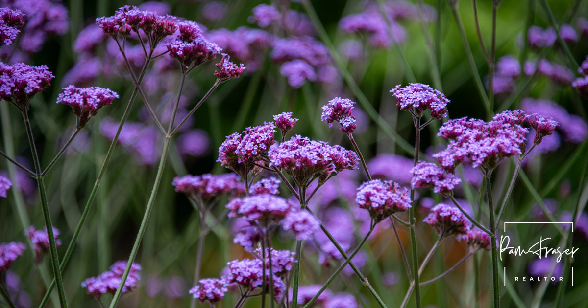 San Diego Gardens October 2024 by Pam Fraser. Picture of Tall Verbena in bloom.