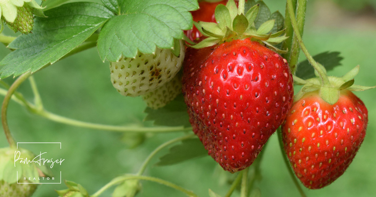 Strawberries ripe and unripe on a plant. Oliver Hale, Unsplash