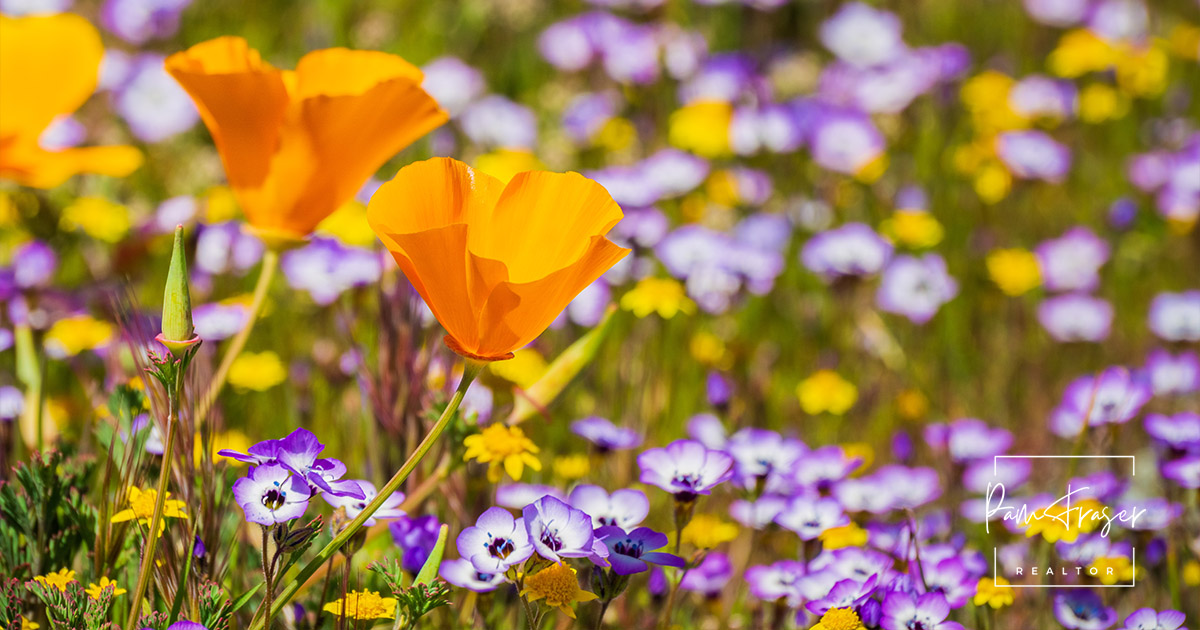 San Diego Gardens December 2024 by Pam Fraser. Picture of California poppies, Gilia and Goldfields in bloom.