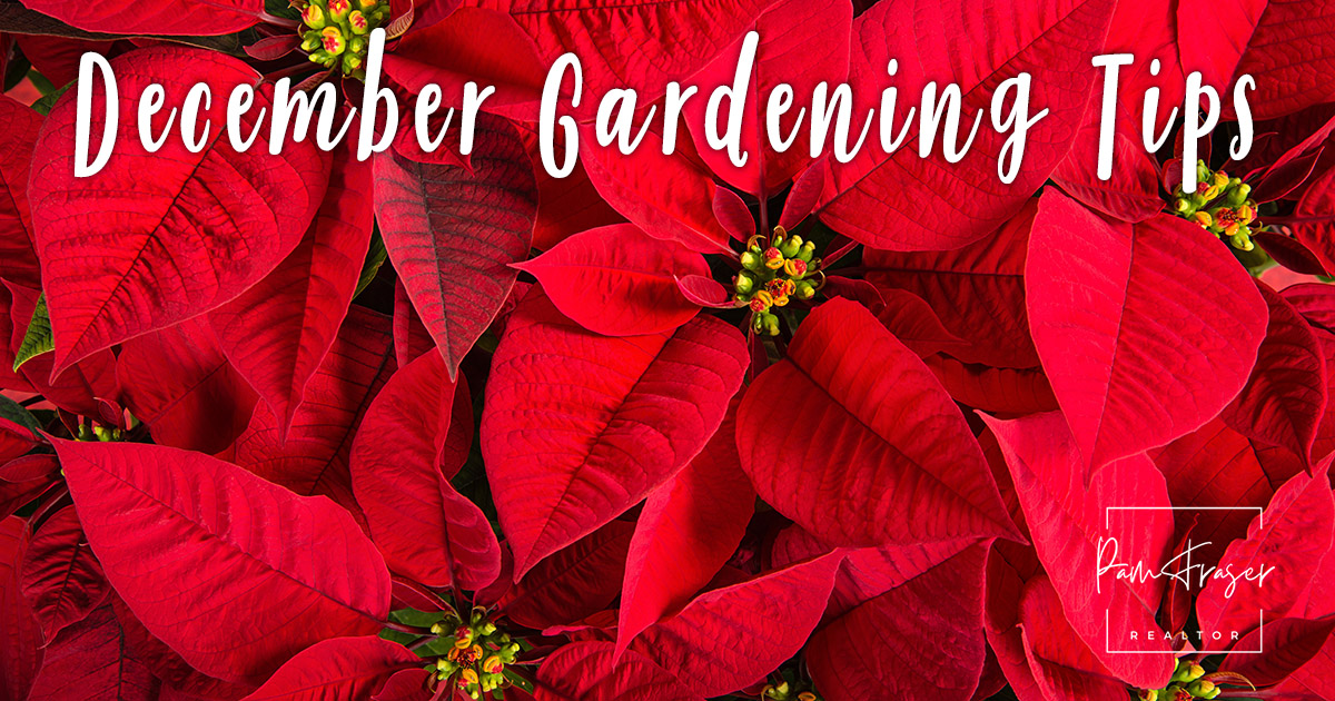 San Diego Gardens December 2024 by Pam Fraser. Picture of red poinsettia flowers.