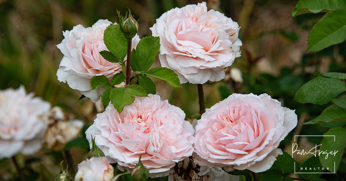 San Diego Gardens January 2025. Picture of pink roses in bloom.