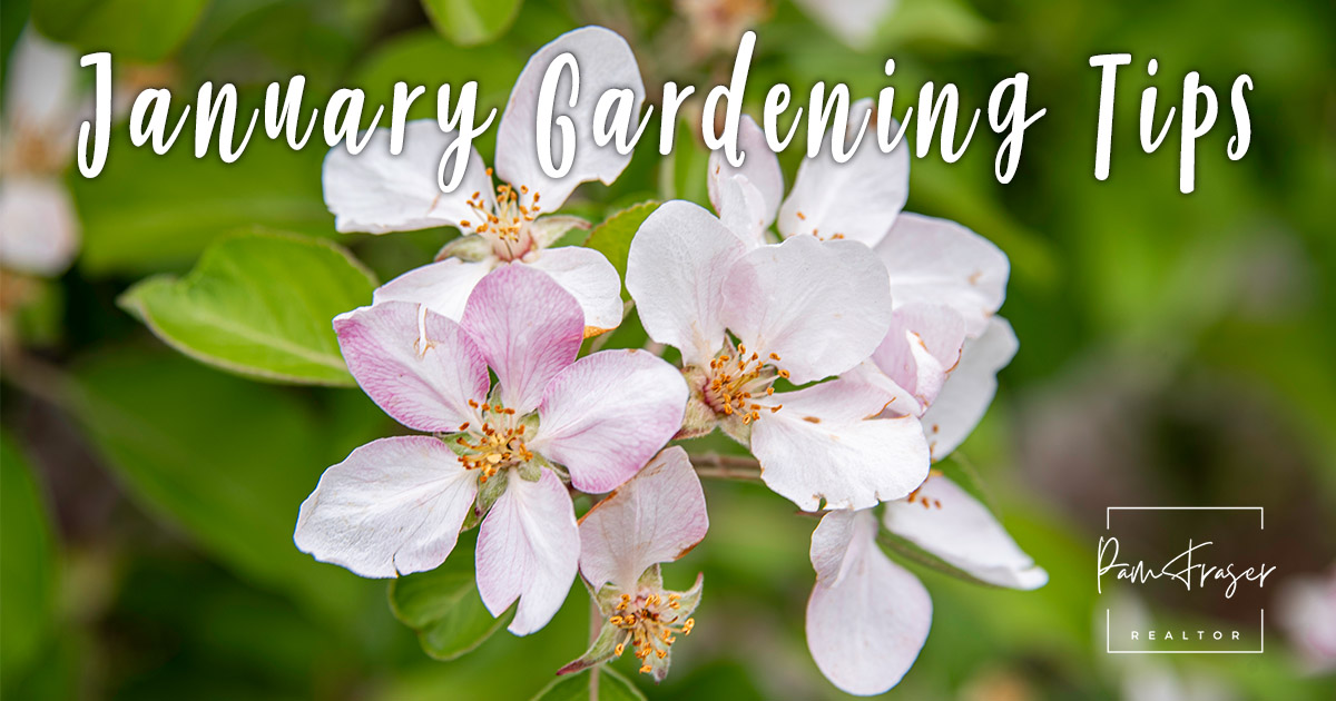 San Diego Gardens January 2025 by Pam Fraser. Picture of pink flowers on an Anna apple tree.