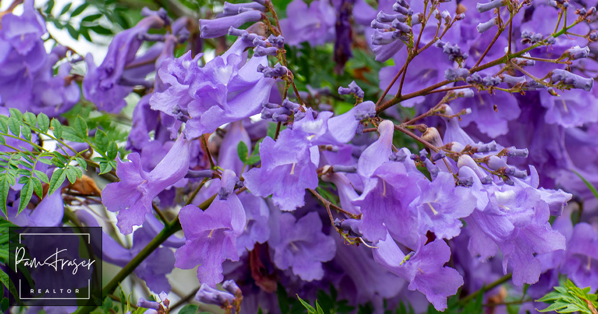 San Diego Gardens April 2025 by Pam Fraser. Picture of blooms on a jacaranda tree.