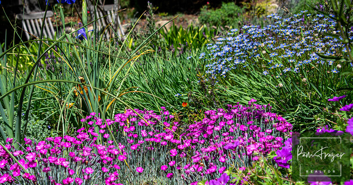 San Diego Gardens June 2025 by Pam Fraser. Picture of pink dianthus and blue felicia daisy in a garden.