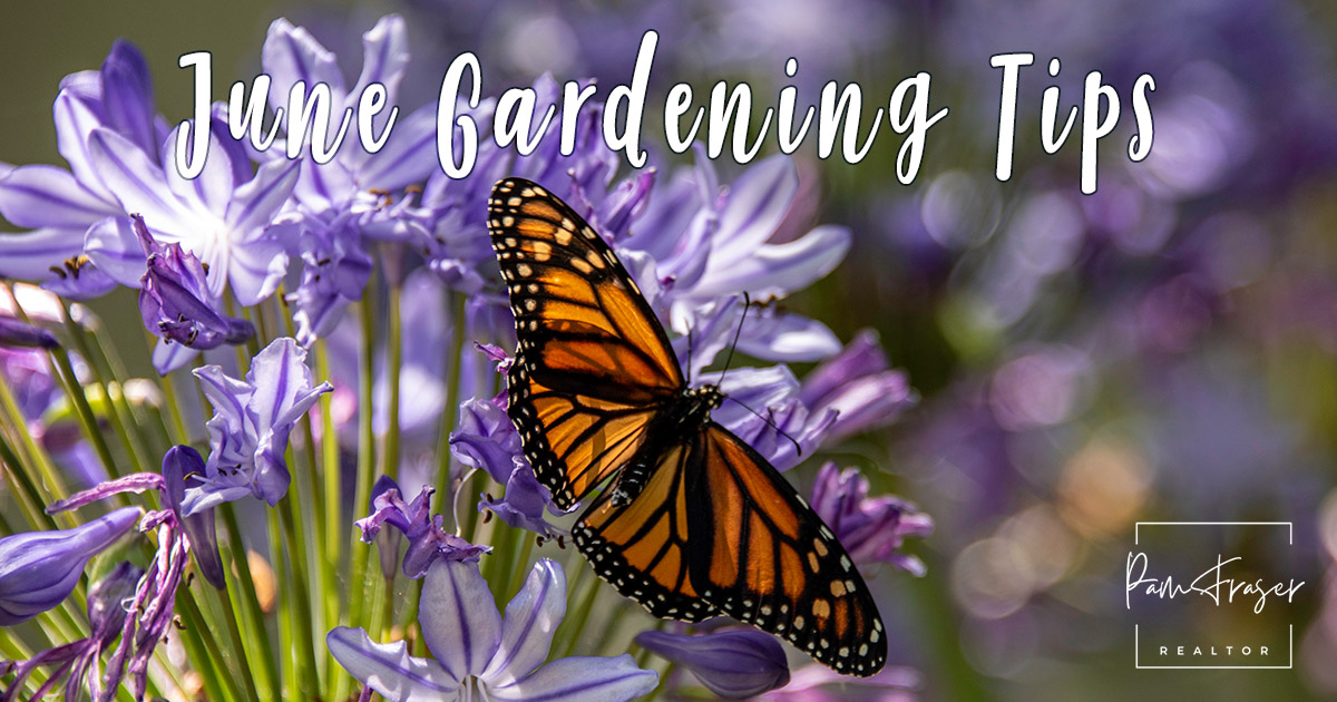 San Diego Gardens June 2025 by Pam Fraser. Picture of a monarch butterfly on a lily of the Nile flower.