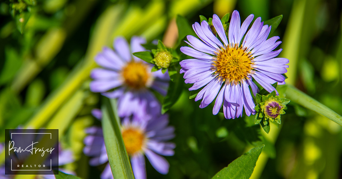 San Diego Gardens May 2025 by Pam Fraser. Picture of Aster Chilensis 'Purple Haze' in flower 