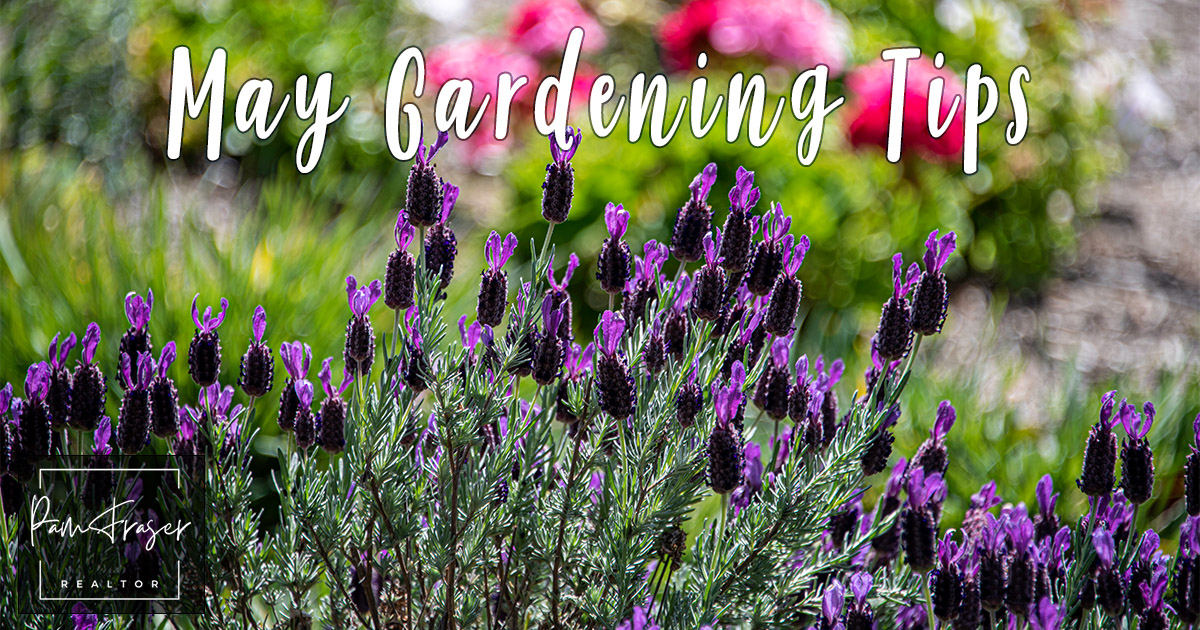 San Diego Gardens May 2025 by Pam Fraser. Picture of Spanish lavender in flower with a garden in the background.