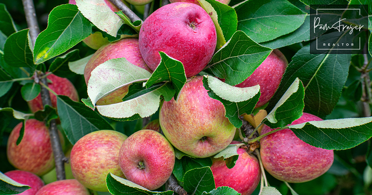 San Diego Gardens July 2025 by Pam Fraser. Picture of Dorsett Golden apples in tree.