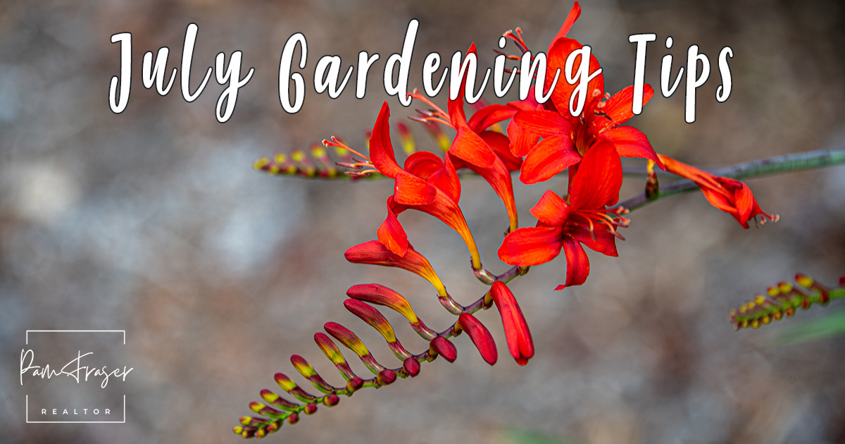 San Diego Gardens July 2025 by Pam Fraser. Picture of Crocosmia 'Lucifer' in flower.