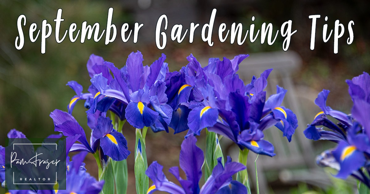 San Diego Gardens September 2025 by Pam Fraser. Picture of Dutch iris blooming.