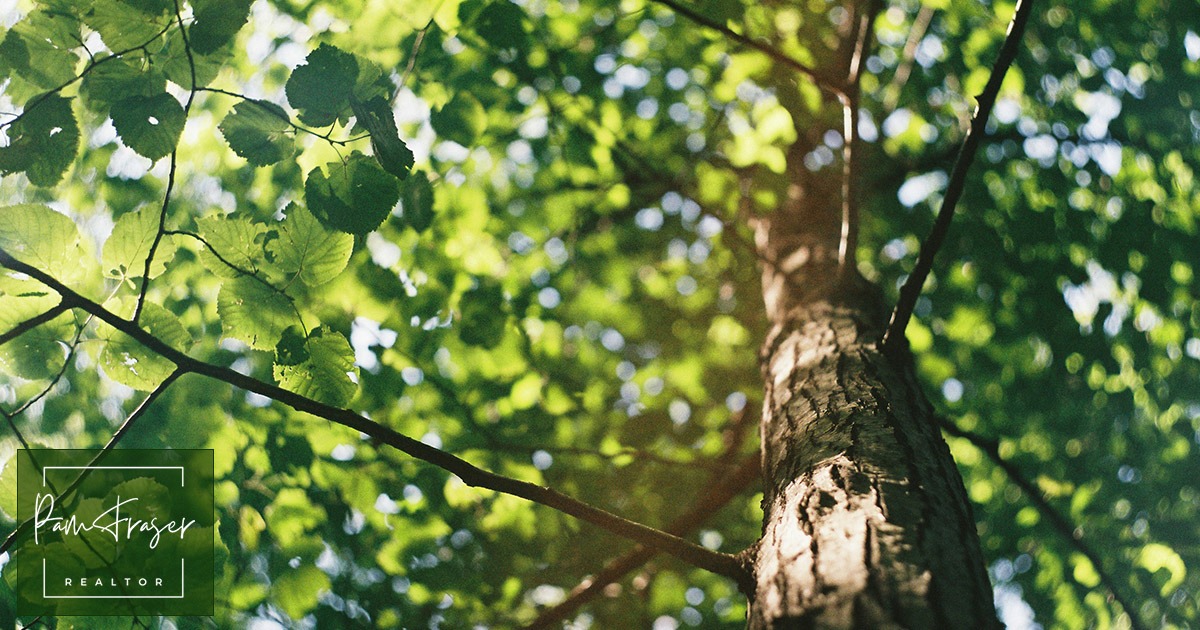 San Diego Gardens October 2025 by Pam Fraser. Picture looking up into a tree by David Vig on Unsplash