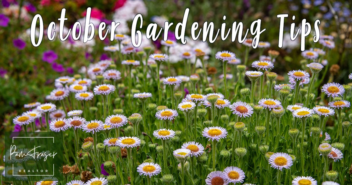 San Diego Gardens October 2025 by Pam Fraser. Picture of Seaside Daisies in bloom in my garden.