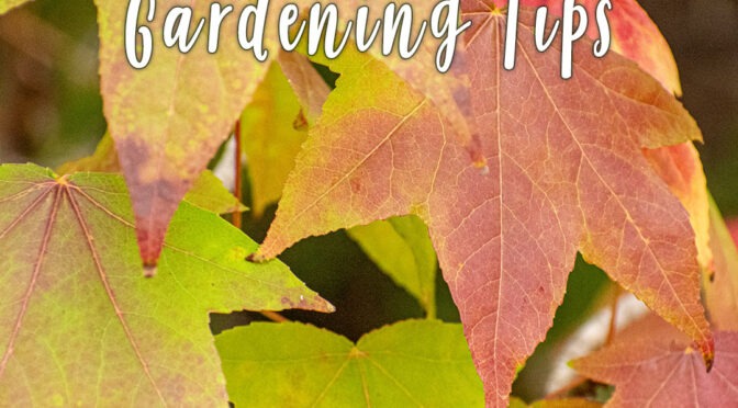 San Diego Gardens November 2025