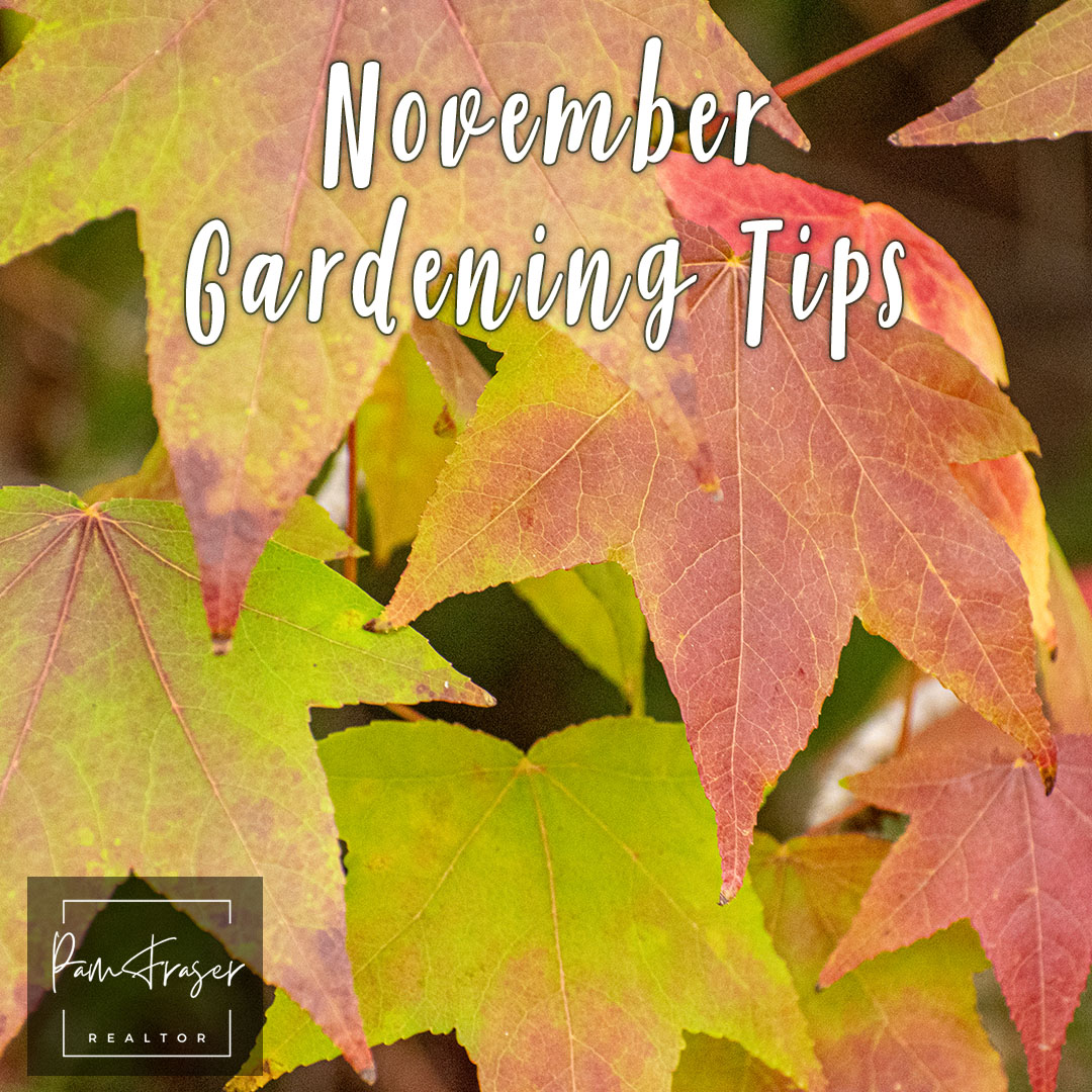 San Diego Gardens November 2025. Liquidambar leaves changing color by Pam Fraser