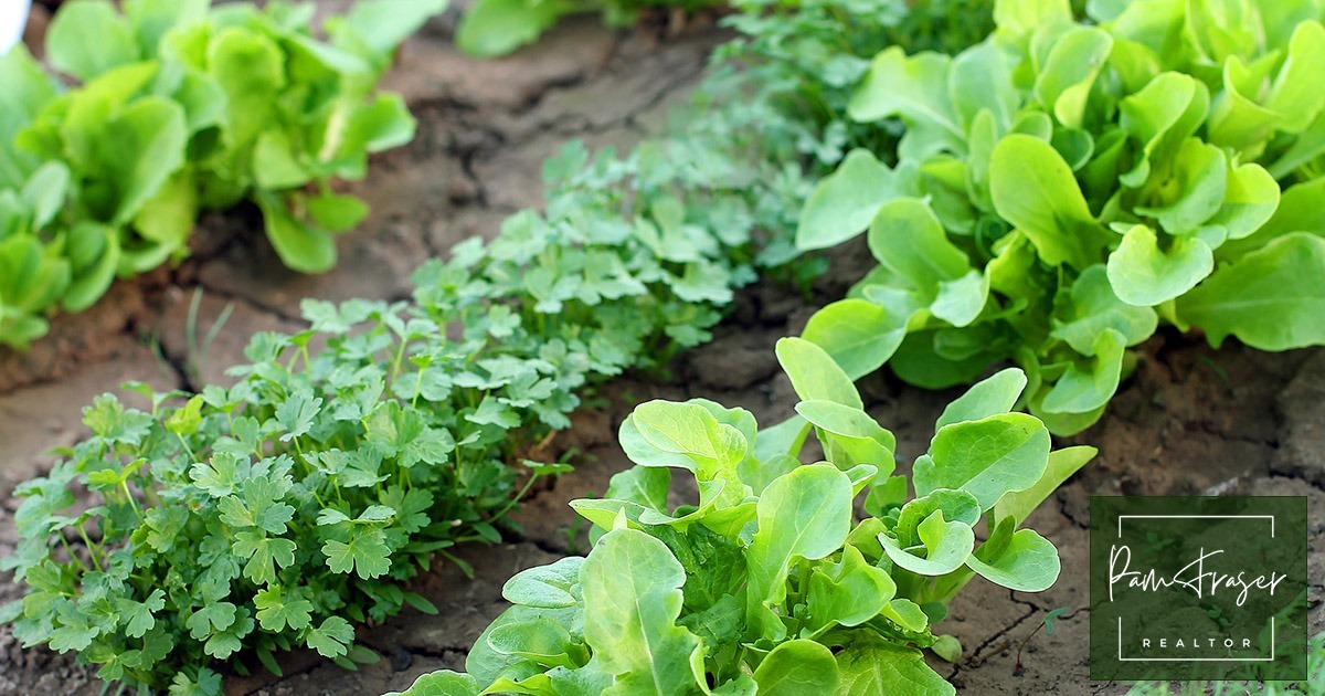San Diego Gardens November 2025 by Pam Fraser. Picture of lettuce and herbs growing in a vegetable garden.