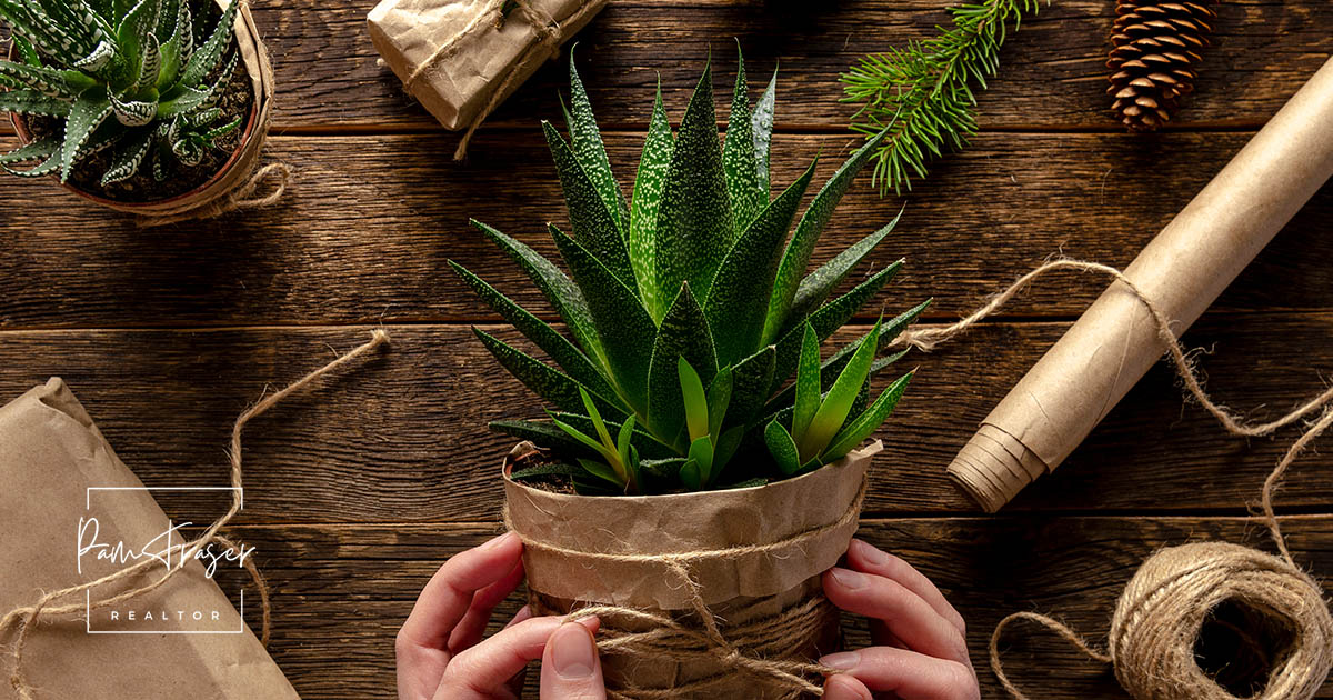 San Diego Gardens December 2025 by Pam Fraser. Picture of potted succulents being wrapped in brown paper and string with pinecones, pine branch and a wooden table top.