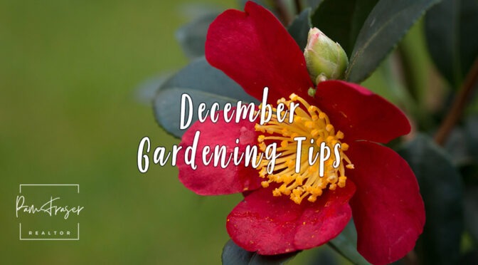 San Diego Gardens December 2025