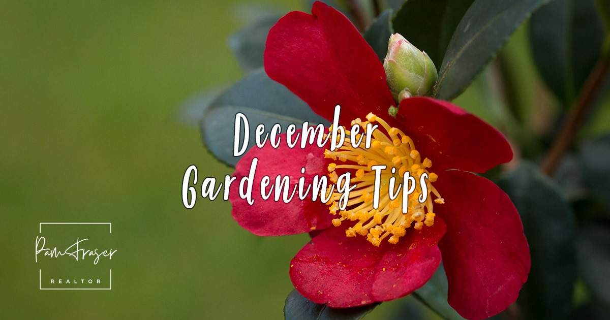 San Diego Gardens December 2025 by Pam Fraser. Picture of a Camellia sasanqua 'Yuletide' bloom, red flower with yellow stamens.
