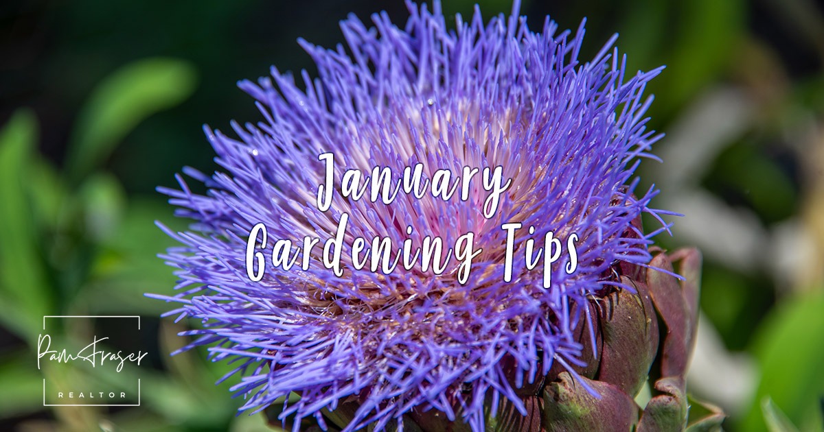 San Diego Gardens January 2026 by Pam Fraser. Picture of an artichoke in bloom.