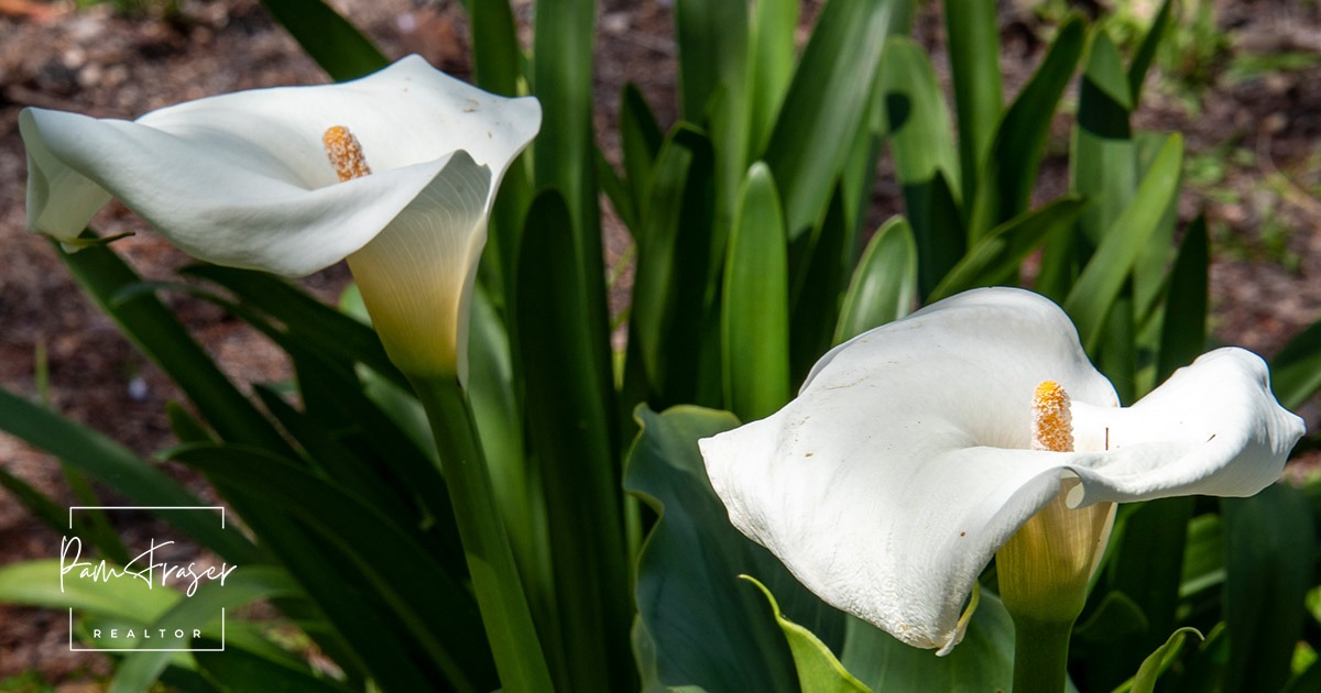 San Diego Gardens January 2026 by Pam Fraser. Picture of calla lilies in flower.